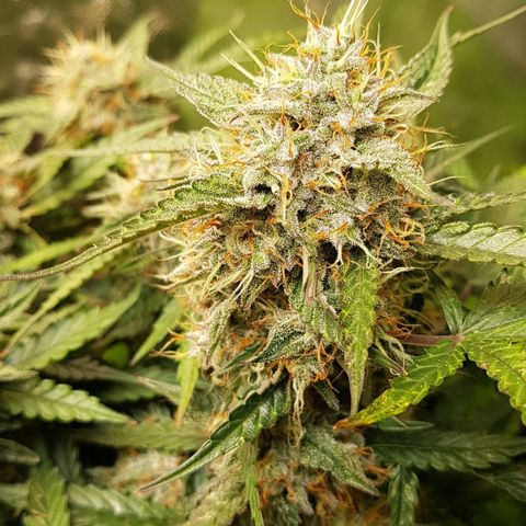 Royal Gorilla growlog timeline photo