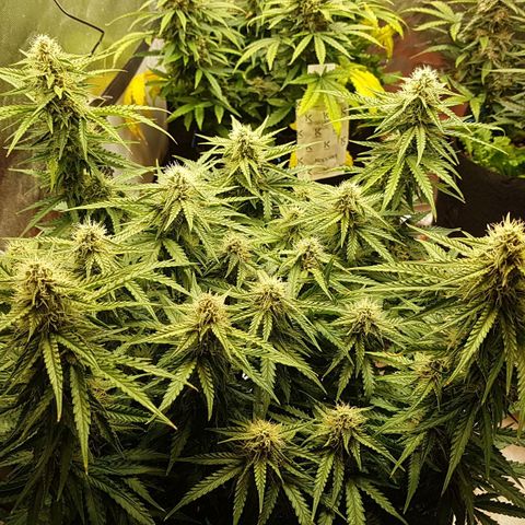 White Widow  growlog timeline photo