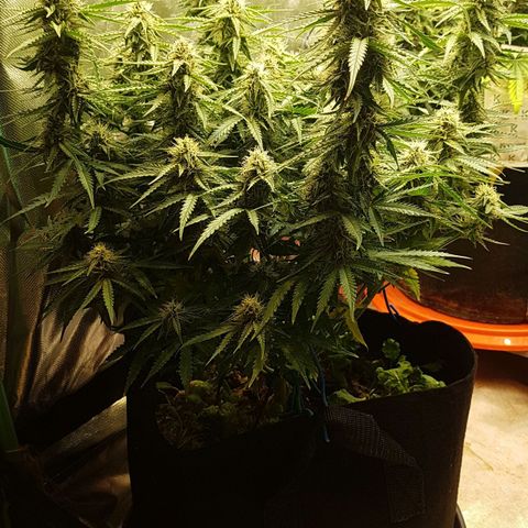 White Widow  growlog timeline photo