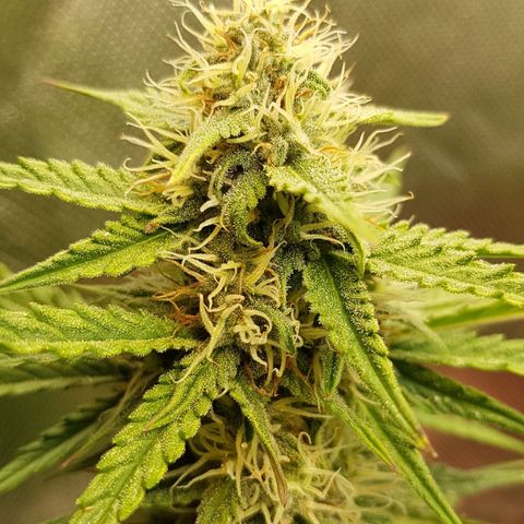 White Widow  growlog timeline photo