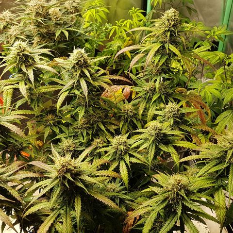Orange Bud #2 growlog timeline photo