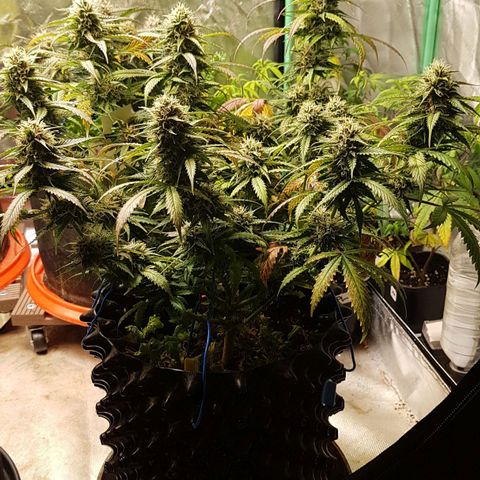 Orange Bud #2 growlog timeline photo