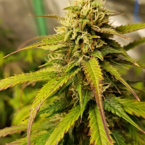 Orange Bud #2 growlog timeline photo