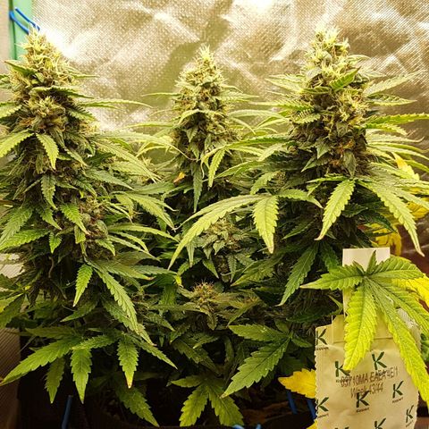 Orange Bud #1 growlog timeline photo