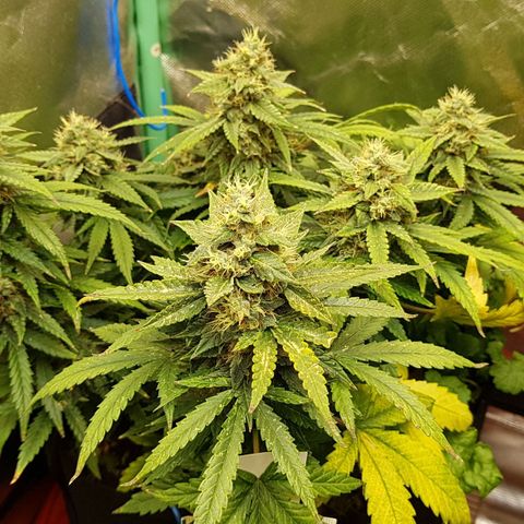 Orange Bud #1 growlog timeline photo