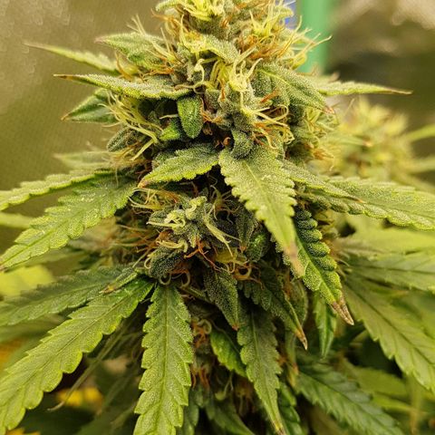 Orange Bud #1 growlog timeline photo