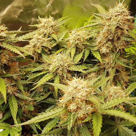 Royal Gorilla growlog timeline photo