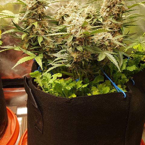 Royal Gorilla growlog timeline photo