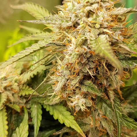 Royal Gorilla growlog timeline photo