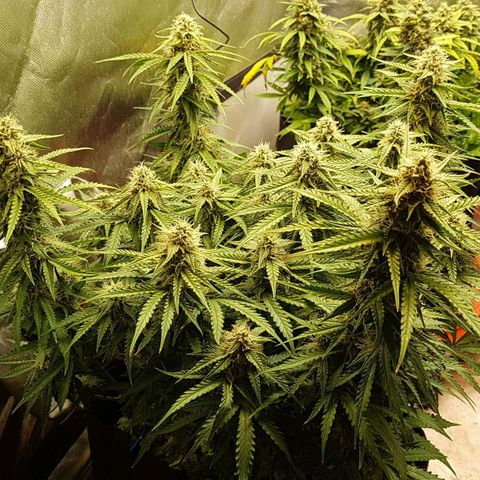 White Widow  growlog timeline photo