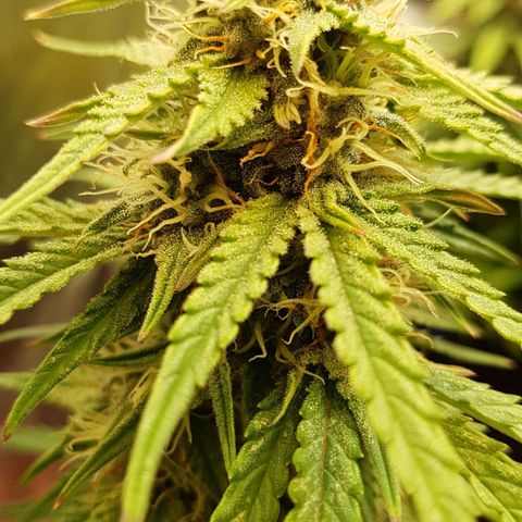 White Widow  growlog timeline photo