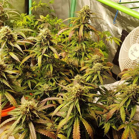 Orange Bud #2 growlog timeline photo