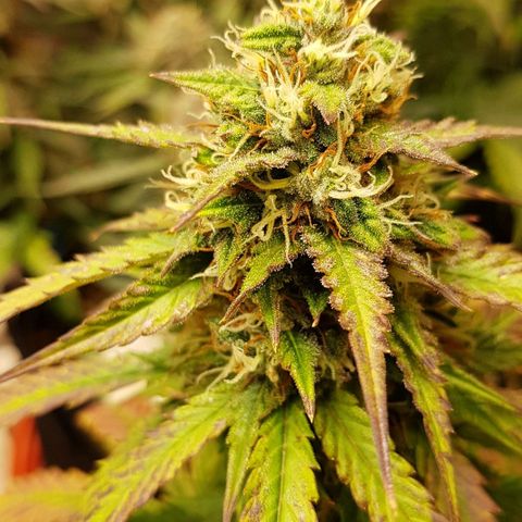 Orange Bud #2 growlog timeline photo