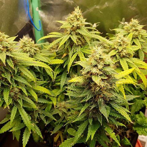Orange Bud #1 growlog timeline photo