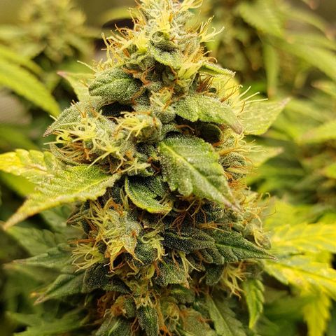 Orange Bud #1 growlog timeline photo