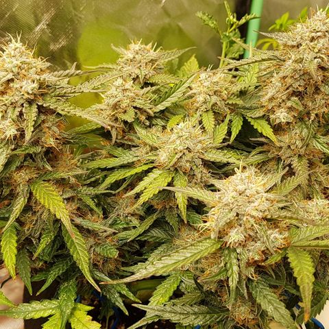 Royal Gorilla growlog timeline photo