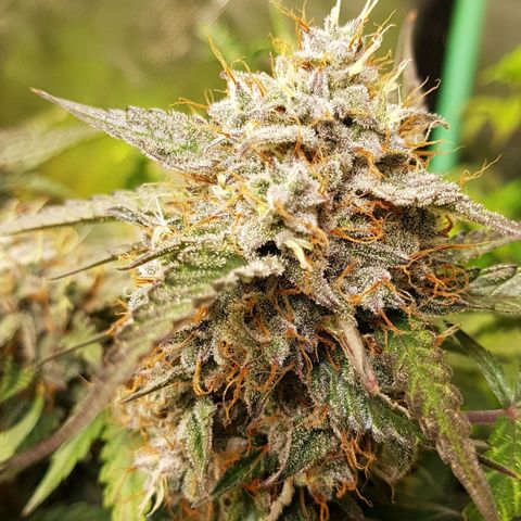 Royal Gorilla growlog timeline photo