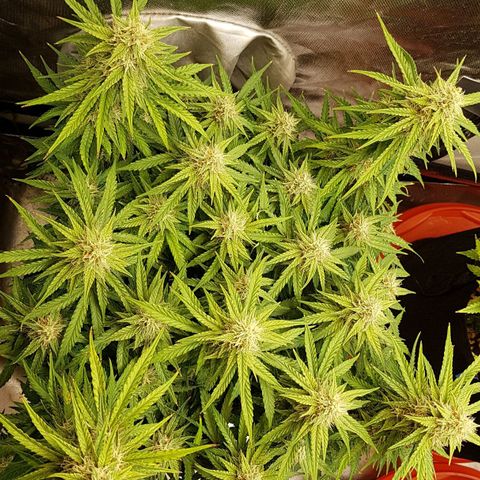White Widow  growlog timeline photo