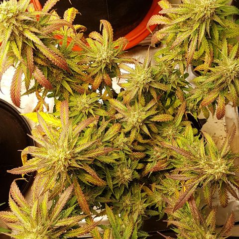 Orange Bud #2 growlog timeline photo