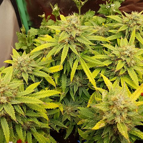 Orange Bud #1 growlog timeline photo