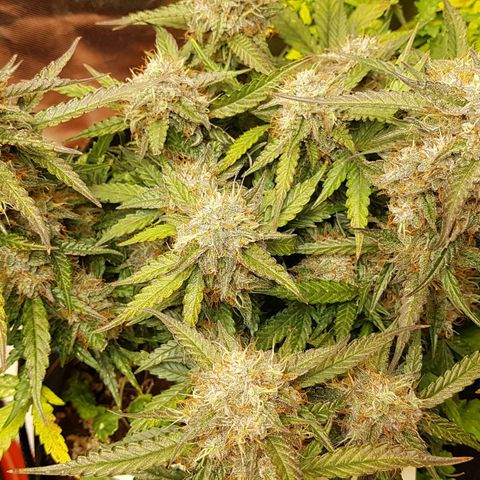 Royal Gorilla growlog timeline photo