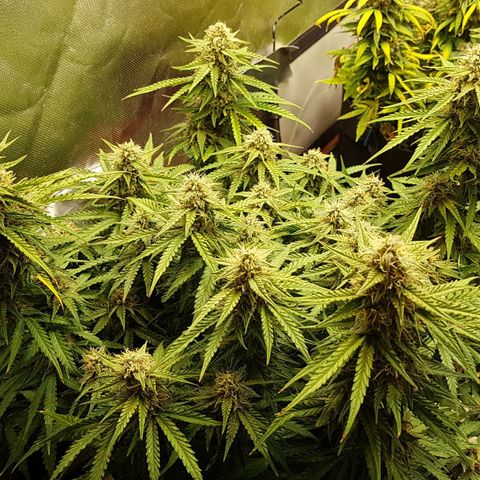 White Widow  growlog timeline photo