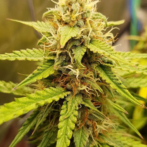White Widow  growlog timeline photo