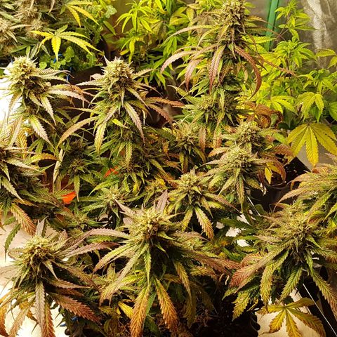 Orange Bud #2 growlog timeline photo