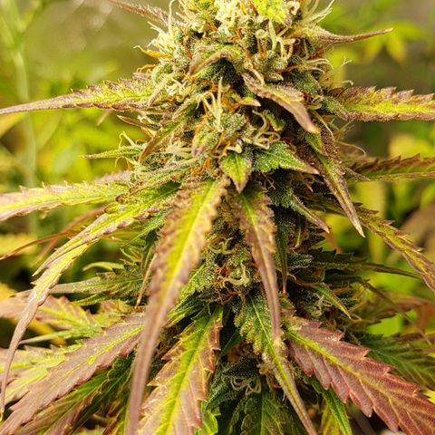 Orange Bud #2 growlog timeline photo