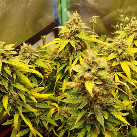 Orange Bud #1 growlog timeline photo