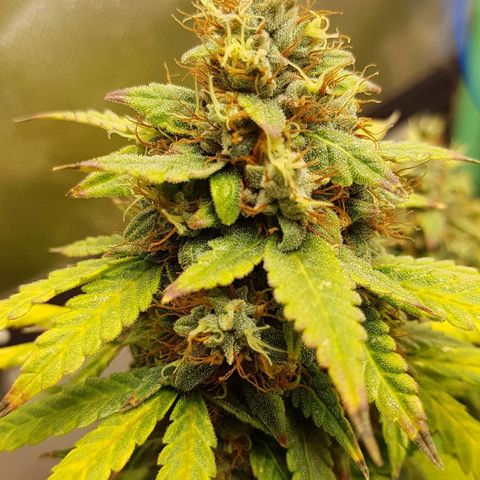 Orange Bud #1 growlog timeline photo