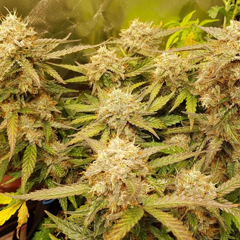 Royal Gorilla growlog timeline photo