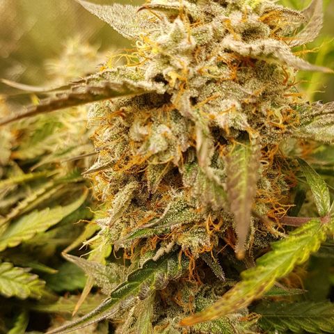 Royal Gorilla growlog timeline photo