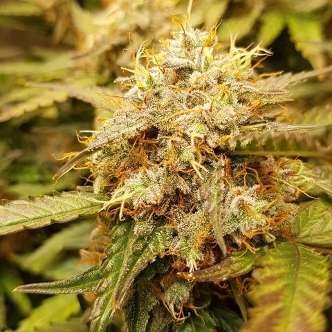 Royal Gorilla growlog timeline photo