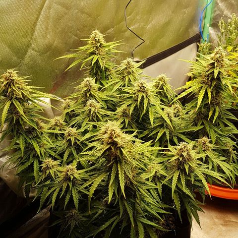 White Widow  growlog timeline photo