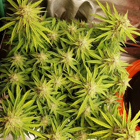 White Widow  growlog timeline photo