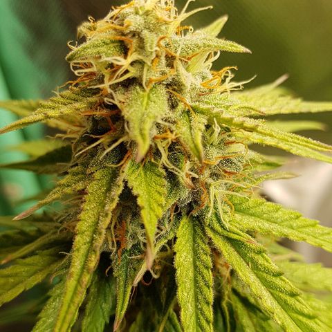 White Widow  growlog timeline photo