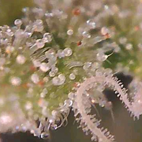 White Widow  growlog timeline photo