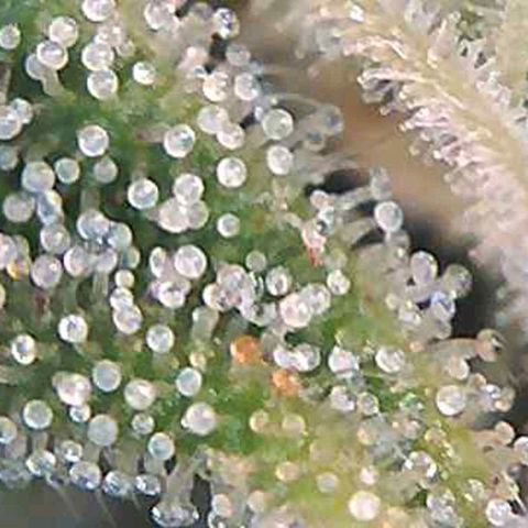 White Widow  growlog timeline photo
