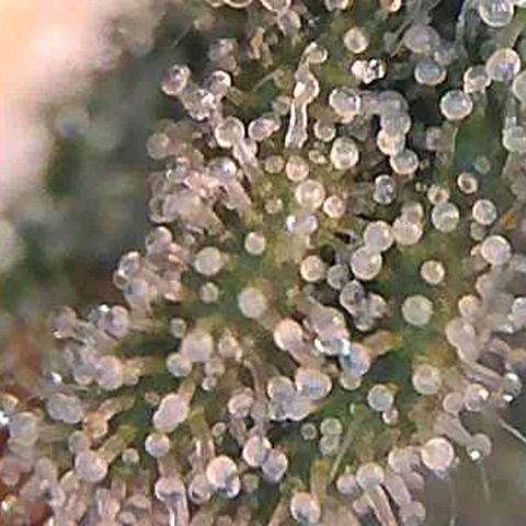White Widow  growlog timeline photo