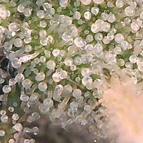 White Widow  growlog timeline photo
