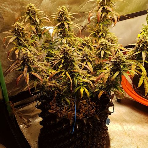 Orange Bud #2 growlog timeline photo