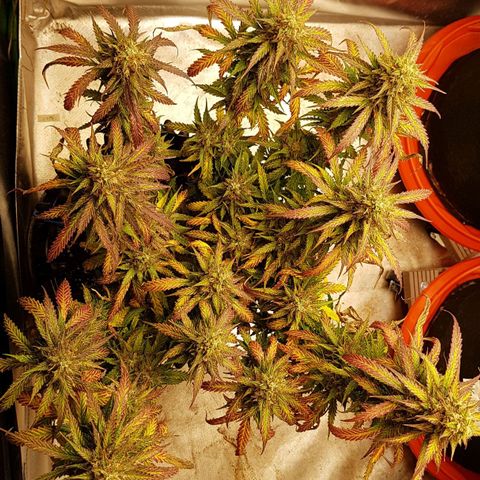 Orange Bud #2 growlog timeline photo