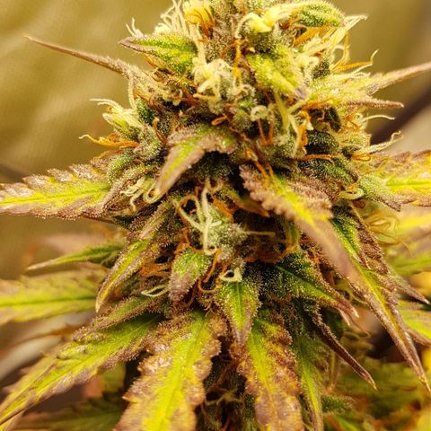 Orange Bud #2 growlog timeline photo