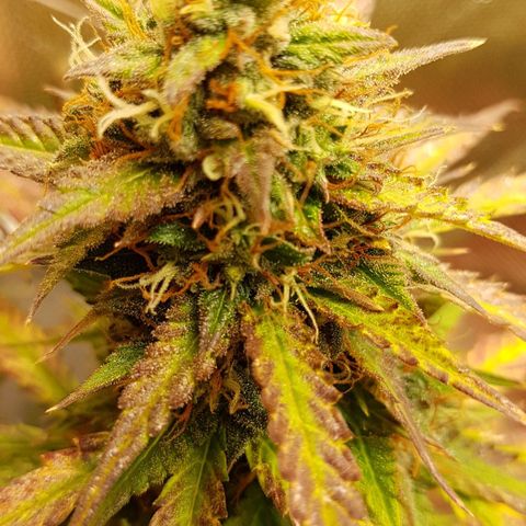 Orange Bud #2 growlog timeline photo