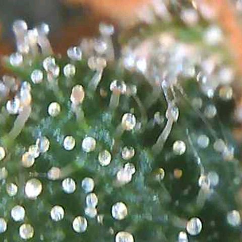 Orange Bud #2 growlog timeline photo