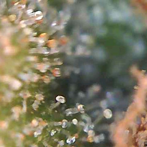 Orange Bud #2 growlog timeline photo