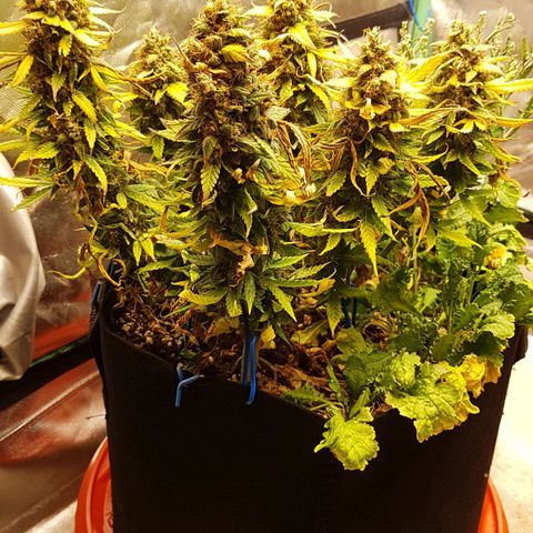 Orange Bud #1 growlog timeline photo
