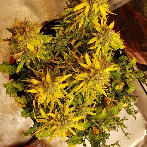 Orange Bud #1 growlog timeline photo