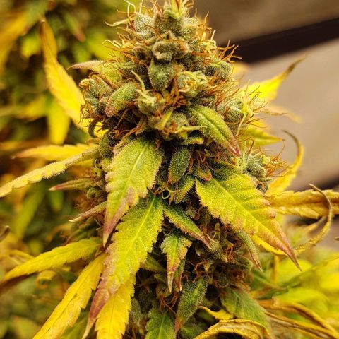 Orange Bud #1 growlog timeline photo
